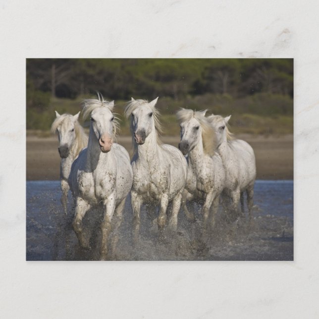 Postal Francia, Camargue. Caballos corren (Anverso)