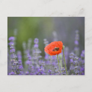 Postal Francia, Provenza. Amapola solitaria en campo de