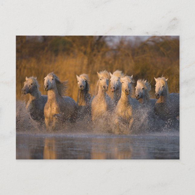 Postal Francia, Provenza. Caballos blancos de Camargue (Anverso)
