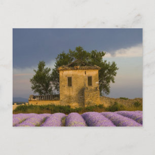 Postal Francia, Provenza. Campo de lavanda y