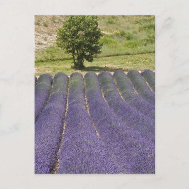 Postal Francia, Provenza. Filas de lavanda en flor. (Anverso)