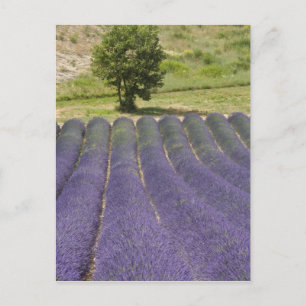 Postal Francia, Provenza. Filas de lavanda en flor.