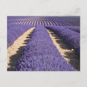 Postal Francia, Provenza. Filas de lavanda en flor. 3