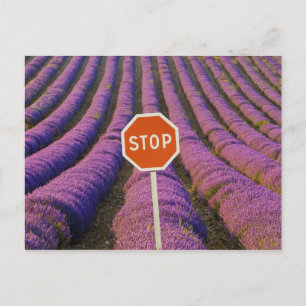 Postal Francia, Provenza. Filas de lavanda y alto