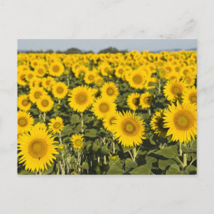 Postal Francia, Provenza, Valensole. Campo de
