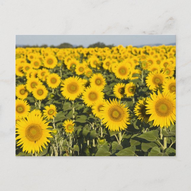 Postal Francia, Provenza, Valensole. Campo de (Anverso)