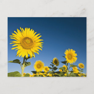 Postal Francia, Provenza, Valensole. Girasoles se mantien