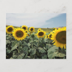Postal Francia Provenza, vista de campo de girasoles