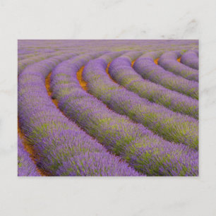 Postal Francia, región de Provenza. Filas curvas de