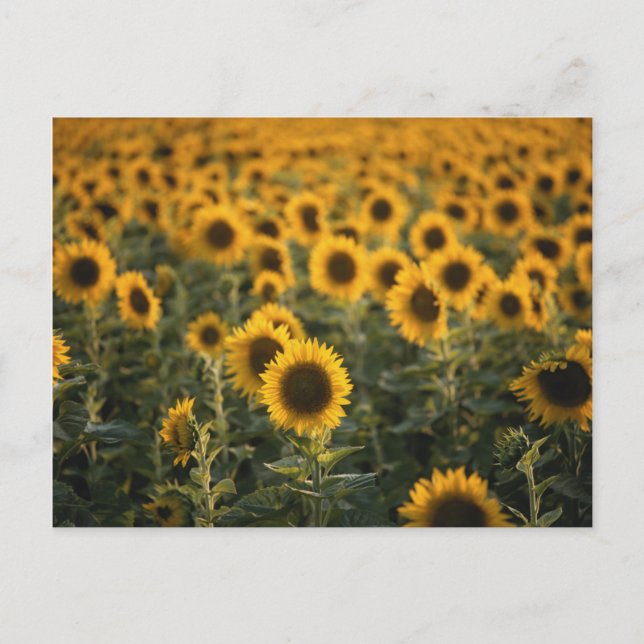 Postal Francia, Vaucluse, campo de girasoles (Anverso)