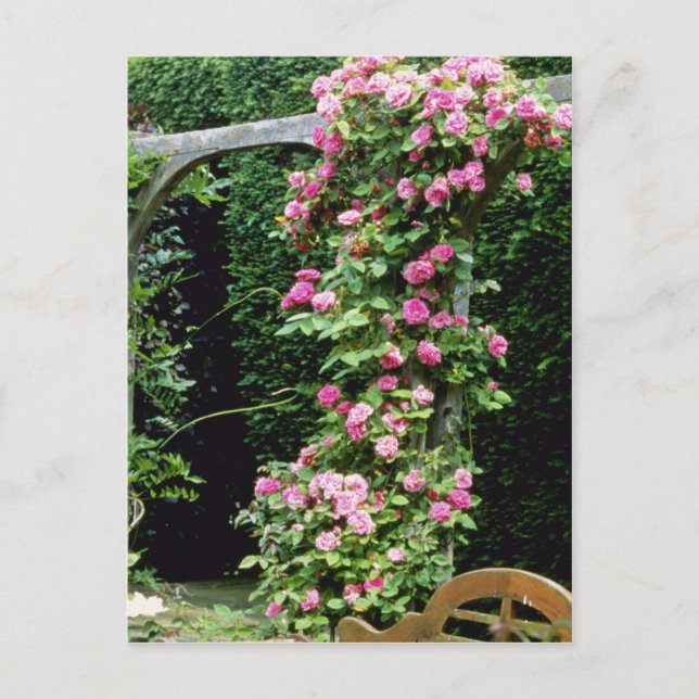 Postal Francoise Juranville, Rosa De Azar Rosado, Sobre P