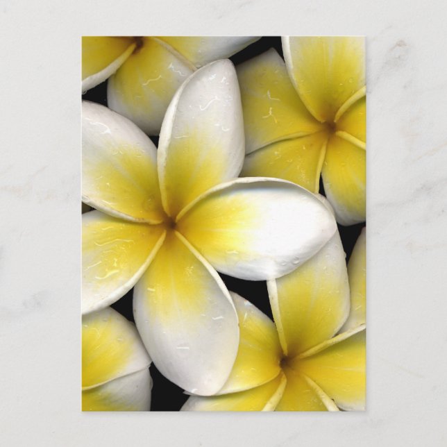 Postal Frangipani (Anverso)