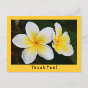Postal Frangipani