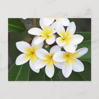 Postal Frangipani
