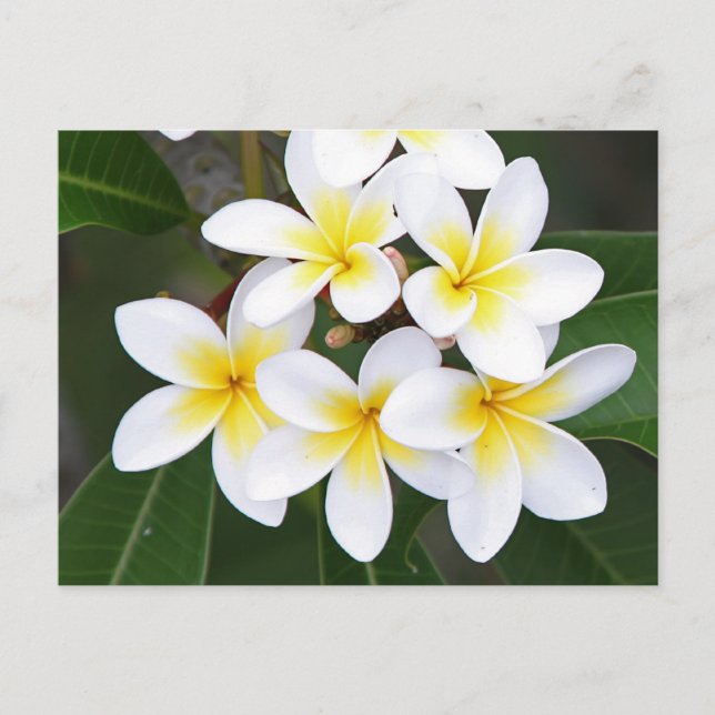 Postal Frangipani (Anverso)