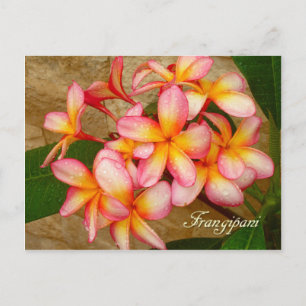Postal Frangipani