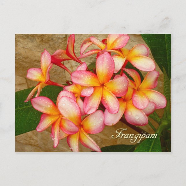 Postal Frangipani (Anverso)