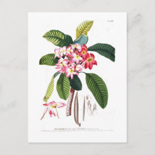 Postal Frangipani