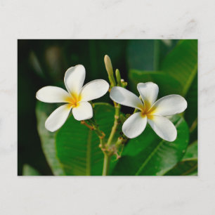 Postal Frangipani blanco