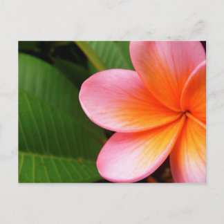 Postal Frangipani I