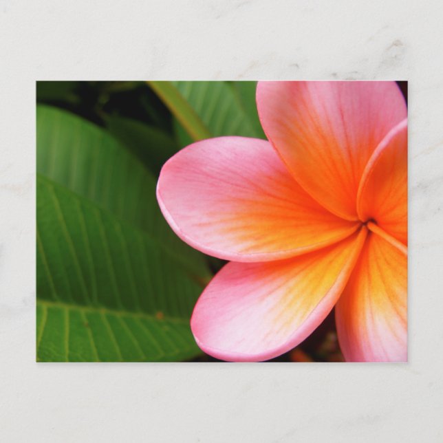 Postal Frangipani I (Anverso)
