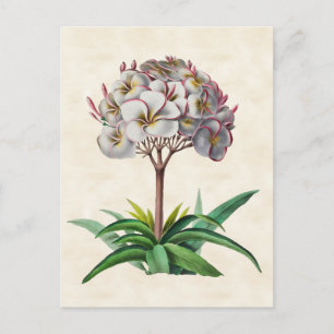 Postal Frangipani Vintage Botanical