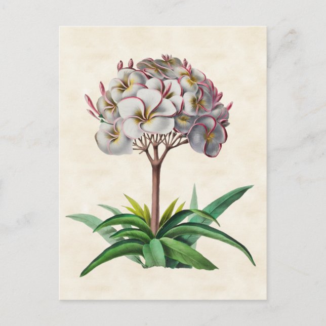 Postal Frangipani Vintage Botanical (Anverso)
