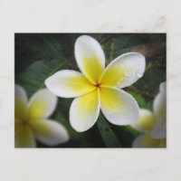 Frangipani Y Las Gotas De Lluvia Postcard