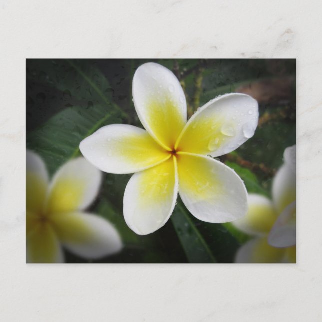 Postal Frangipani Y Las Gotas De Lluvia Postcard (Anverso)
