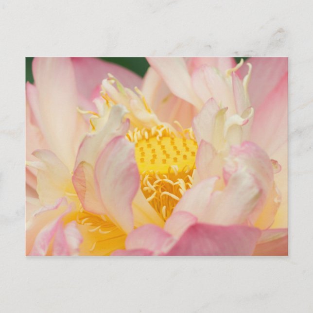 Postal Franklin NC, jardín acuático de Perry, Lotus con (Anverso)