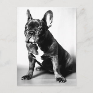 Postal Französische Bulldogge