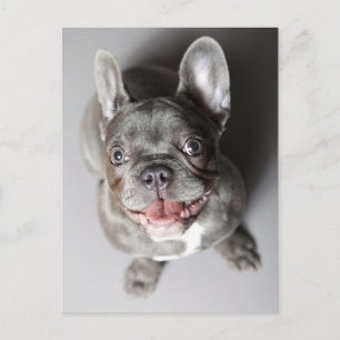 Postal Französische Bulldogge