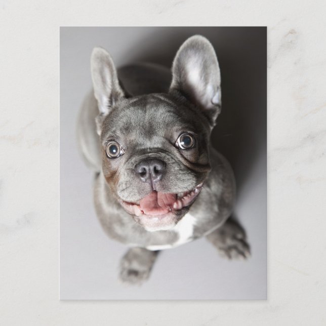 Postal Französische Bulldogge (Anverso)