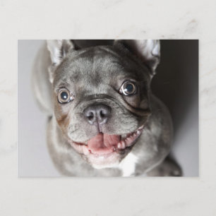 Postal Französische Bulldogge
