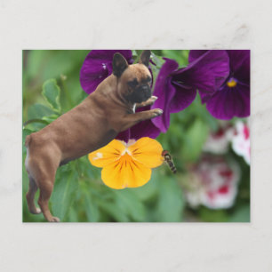 Postal Französische Bulldogge Postkarte