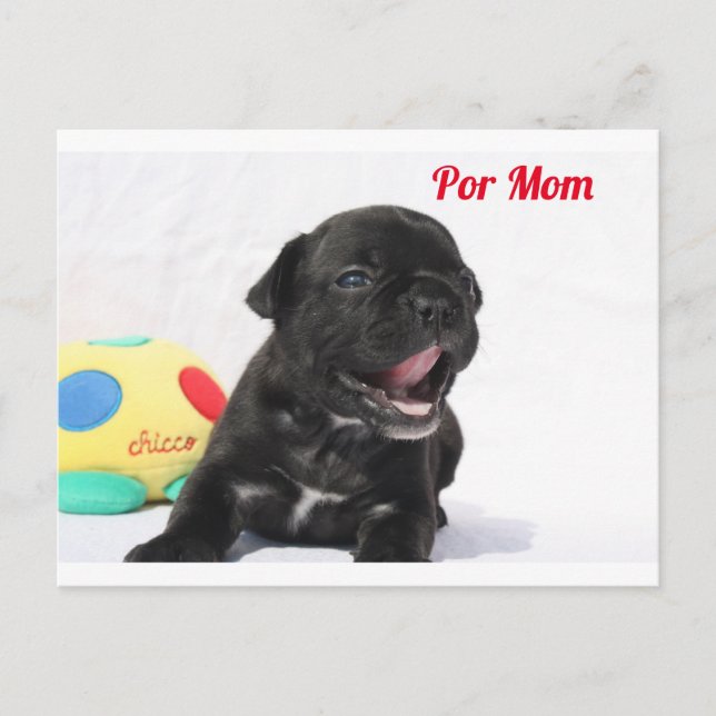 Postal Französische Bulldogge Welpe French Bulldog (Anverso)