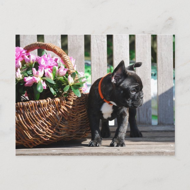 Postal Französische Bulldoggen Postkarte (Anverso)