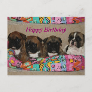 Postal Französische Bulldoggen Postkarte