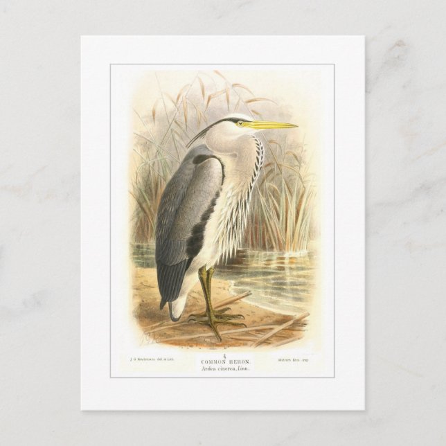 Postal Frecuentes Heron (Anverso)