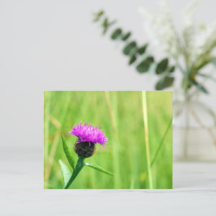Postal Frecuentes Knapweed