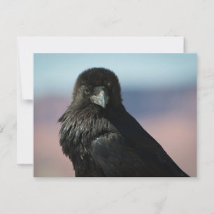 Postal Frecuentes Raven
