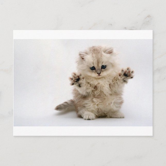 Postal Free Hugs Kitten (Anverso)