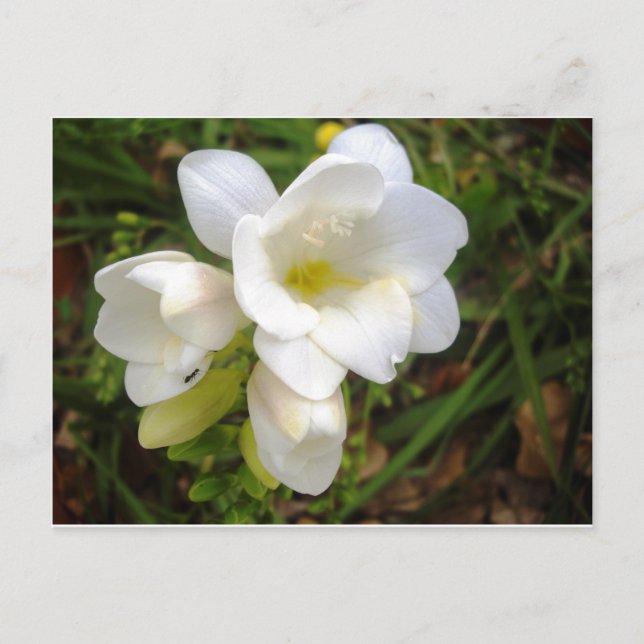 Postal Freesia blanco (Anverso)