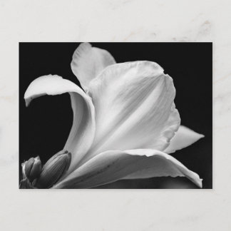 Postal Freesia en blanco y negro