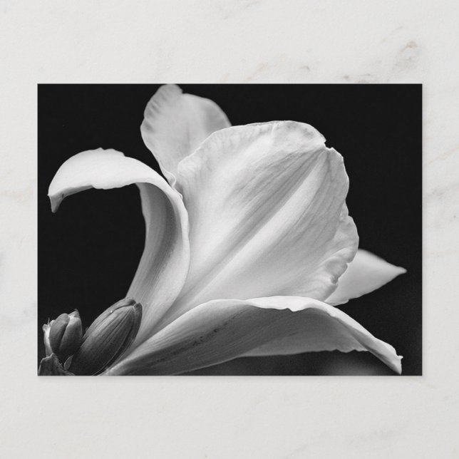 Postal Freesia en blanco y negro (Anverso)