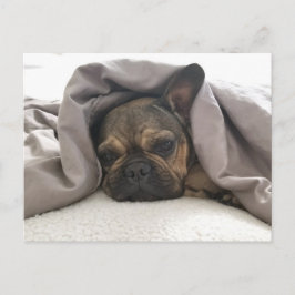 POSTAL FRENCH BULLDOG RESTING RELAXING POSTCROSSING