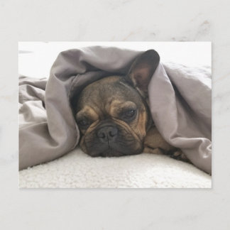 POSTAL FRENCH BULLDOG RESTING RELAXING POSTCROSSING