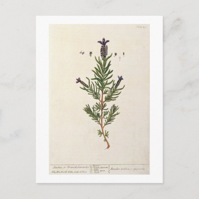 Postal French Lavender, plate 241 from 'A Curious Herbal' (Anverso)