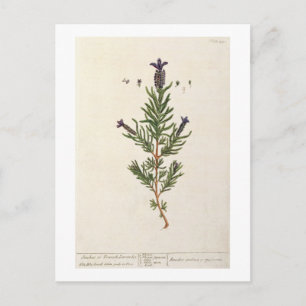 Postal French Lavender, plate 241 from 'A Curious Herbal'
