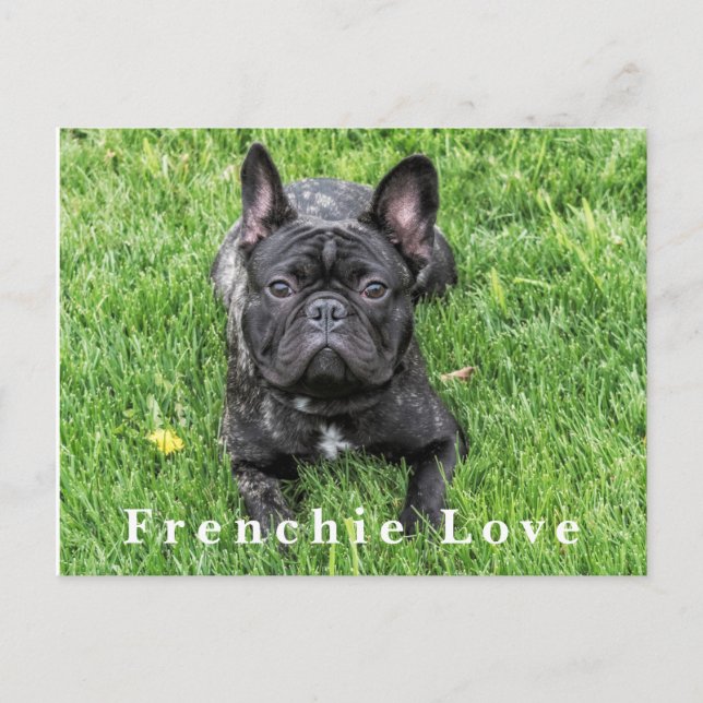Postal Frenchie Love French Bulldog Photo Postcard (Anverso)